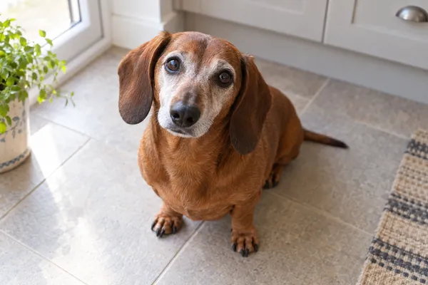 A photo of a small brown dachshund sitting on a tiled kitchen floor, looking up