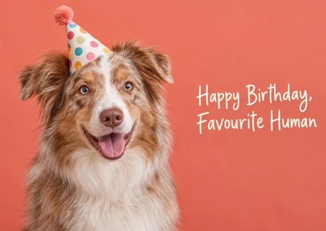 A funny, warm birthday card for a dog lover, with a red merle Border collie in a wonky party hat greeting its favourite human. Perfect for friends and family who adore their dogs.