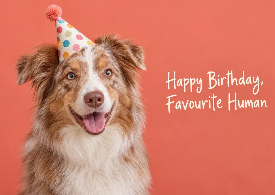 A funny, warm birthday card for a dog lover, with a red merle Border collie in a wonky party hat greeting its favourite human. Perfect for friends and family who adore their dogs.