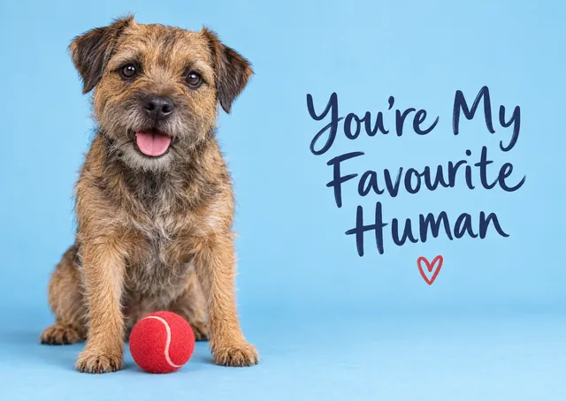 A warm just because card for anyone who loves dogs, with a Border terrier sitting by its red ball and a sweet message: you're my favourite human.