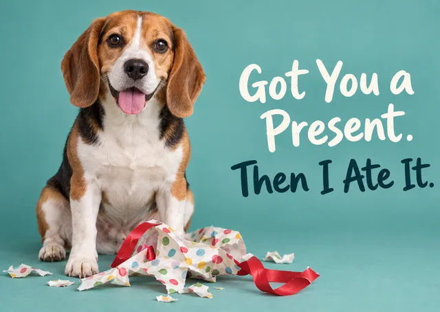 A funny dog birthday card for anyone whose dog eats everything. A guilty-looking beagle sits beside the remains of a present.