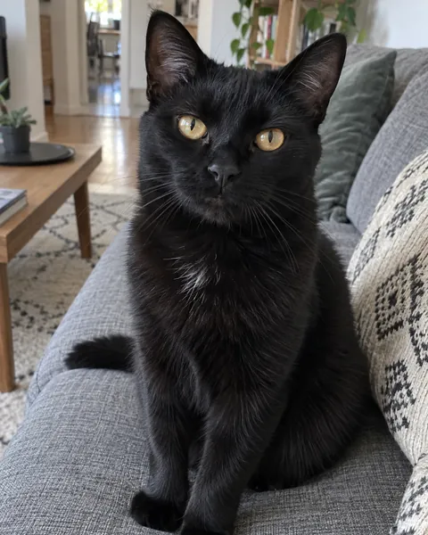 Luna, a black cat with yellow eyes, sitting on a grey sofa